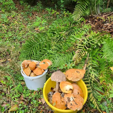 Σπίτι διακοπών Szumia Deby -