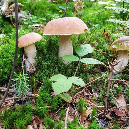 Tatil Evi Szumia Deby -