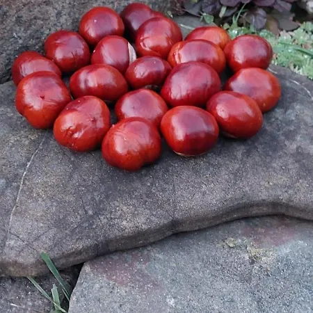 Σπίτι διακοπών Szumia Deby -