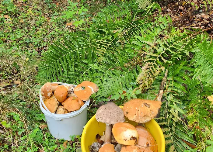 Casa vacanze Szumia Deby -