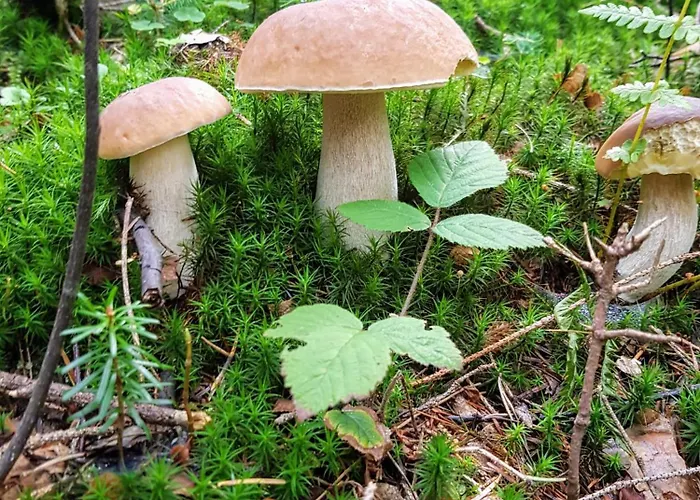 Casa vacanze Szumia Deby -