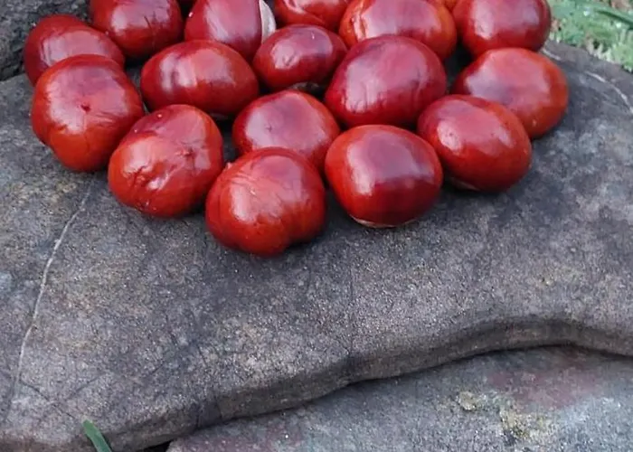 Casa vacanze Szumia Deby -