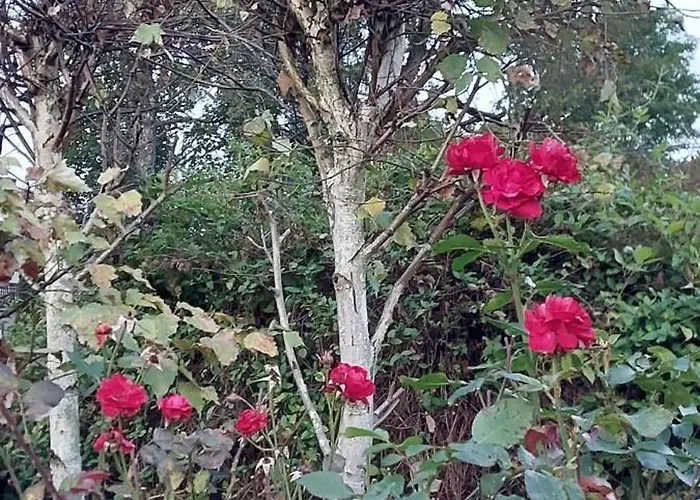 Szumia Deby - Marcyporeba